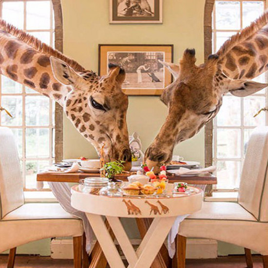 10 сказочных ресторанов стоит посетить хотя бы один раз в жизни - есть с жирафами, вулканом и ...