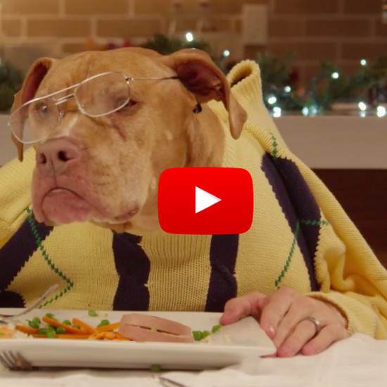 13 собак едят Рождественский ужин с человеческими руками. Результат? Смех! Смотри!