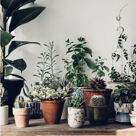 18 горшечных растений, которые подобны фильтру для очистки воздуха в квартире с смогом