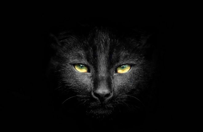 20 черных кошек, как ночь