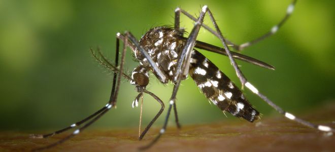 25 удивительных фактов о комарах