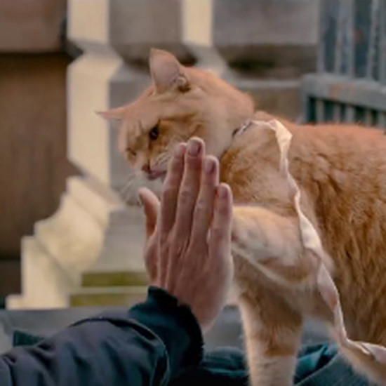 8 замечательных фильмов для всех котят, в которых очаровательные котята крадут шоу от актеров