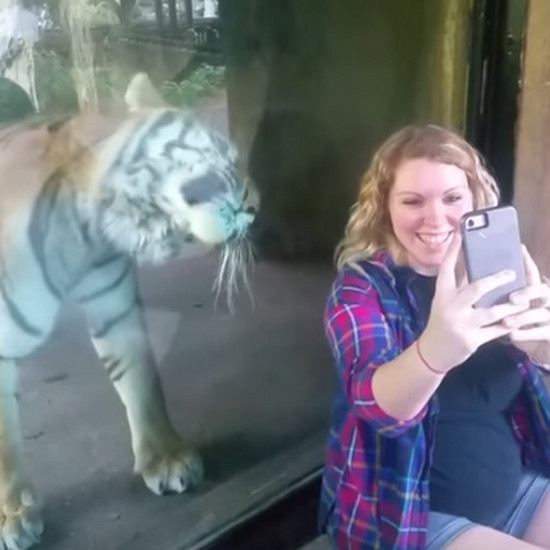 Большой тигр невероятно реагировал на будущую маму. Этот фильм покоряет сеть