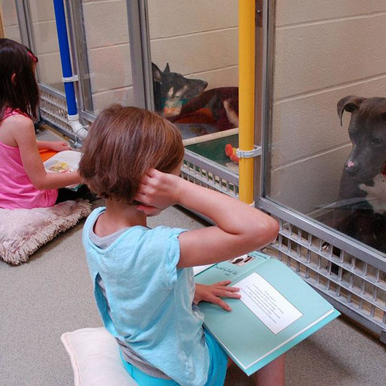 Дети читают собак в приютах - отличный способ успокоить животных