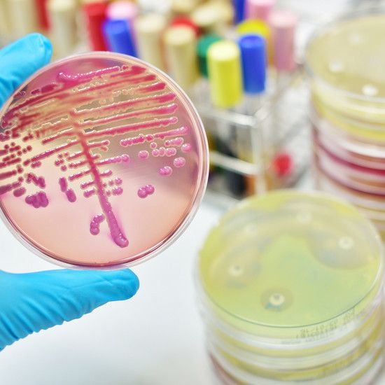 E. coli - инфекция с толстой кишкой