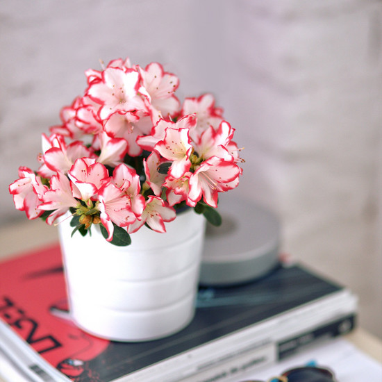 Горшечная азалия - изящное растение для каждого поклонника цветущей квартиры
