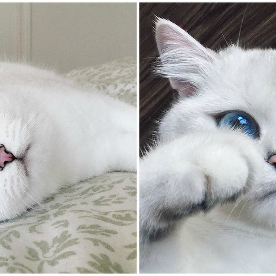 Вот Коби, кошка с самыми красивыми глазами в мире ❤