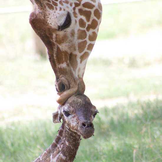 Konza giraffe вошел в мир, и люди сходили с ума от того, что видели его ❤