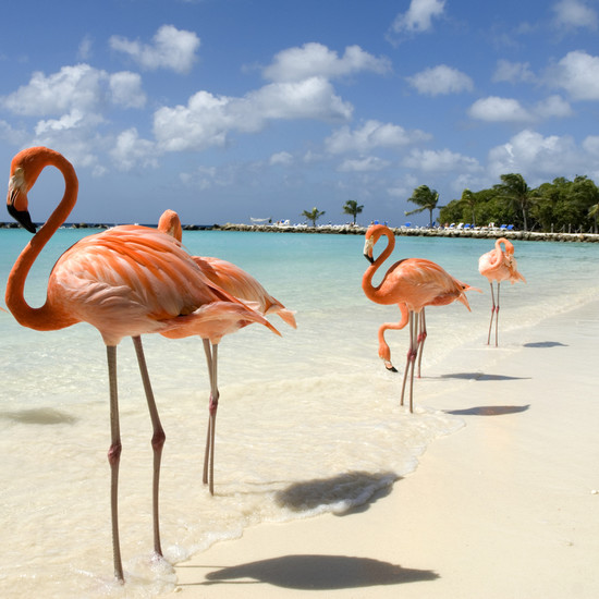 Вы думаете об изменении работы? Вы можете стать хранителем фламинго на Багамах