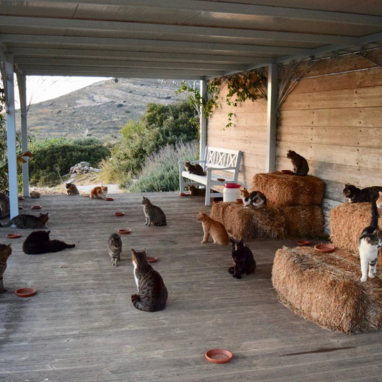 Мечта: забота о группе из 55 кошек на греческом острове Сирос - это потрясающе!