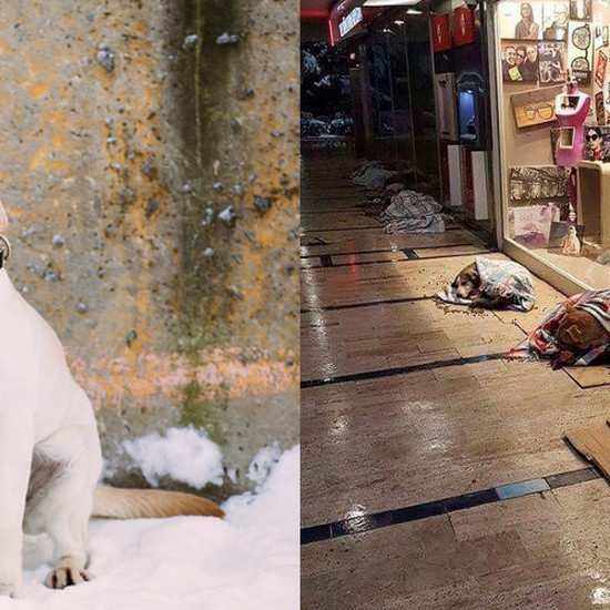 Они показали свое сердце и позволили бездомным собакам ходить в торговую галерею на ночь - собаки, спасенные от мороза