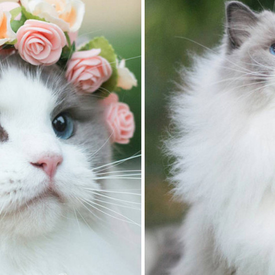 Вот Аврора - кошка принцесса Instagrama с пушистым мехом