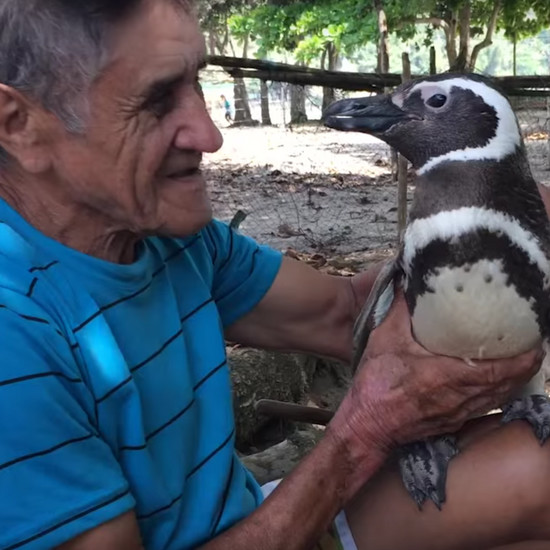Пингвин течет по 8 000 км каждый год, чтобы встретить человека, который когда-то спас ему жизнь. Необычная дружба!