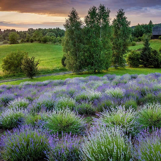 В Польше также есть Прованс - 4 из самых красивых лавандовых полей, чтобы посетить это лето