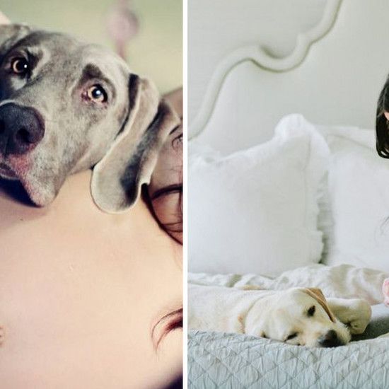 Собака знает о вашей беременности быстрее, чем вы, - а потом он это встречает?