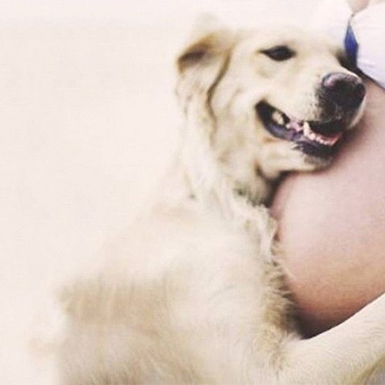 Собаки ожидают рождения своего любовницы - 25 фотографий, полных заботы и любви