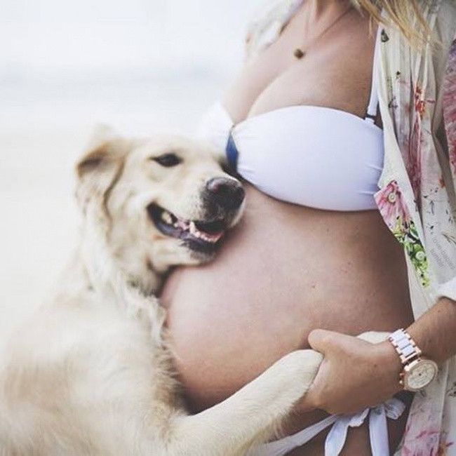 Собаки ожидают рождения своего любовницы - 25 фотографий, полных заботы и любви