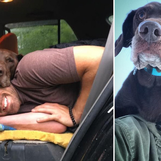 У собаки появился рак - владелец взял своего друга в прощальный тур по США