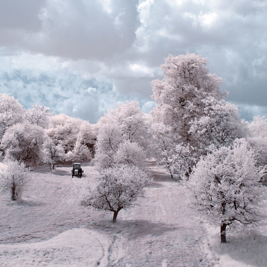 Величественная красота польских деревьев, захваченных фотографом-любителем в инфракрасном