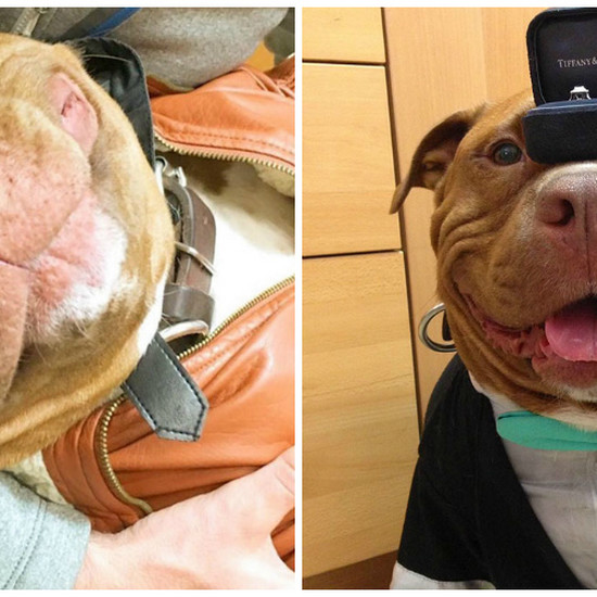 Встречайте Meata, собаку, которая не перестает улыбаться после спасения из приюта
