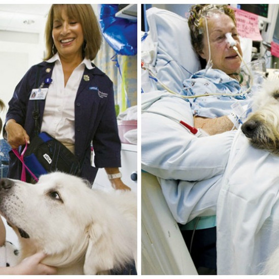 Животные посещают своих больных пациентов в больнице. Фотогалерея, которая будет перемещать каждое сердце